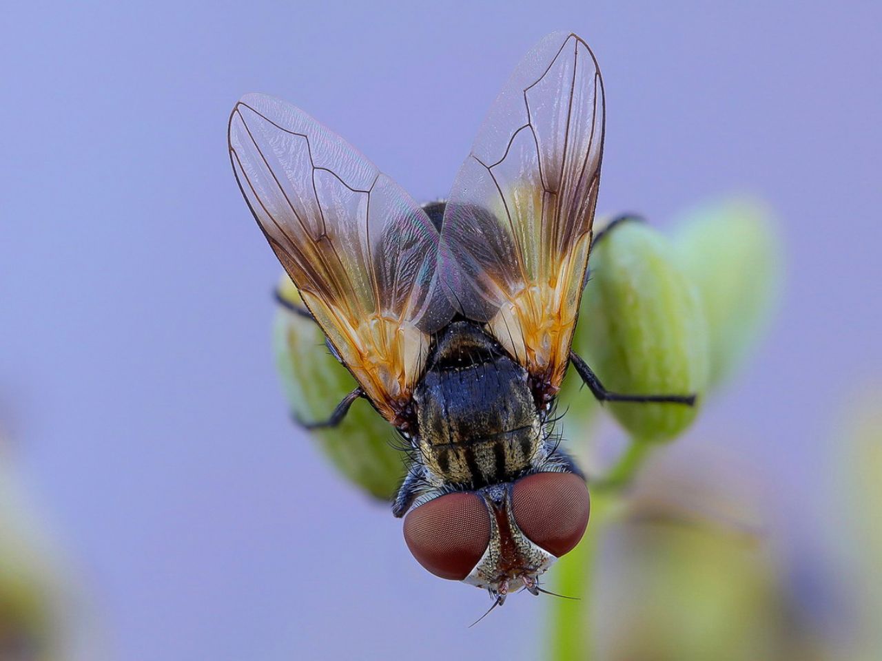 Tachinidae: Ectophasia cfr. crassipennis, femmina